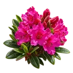 alpenrose